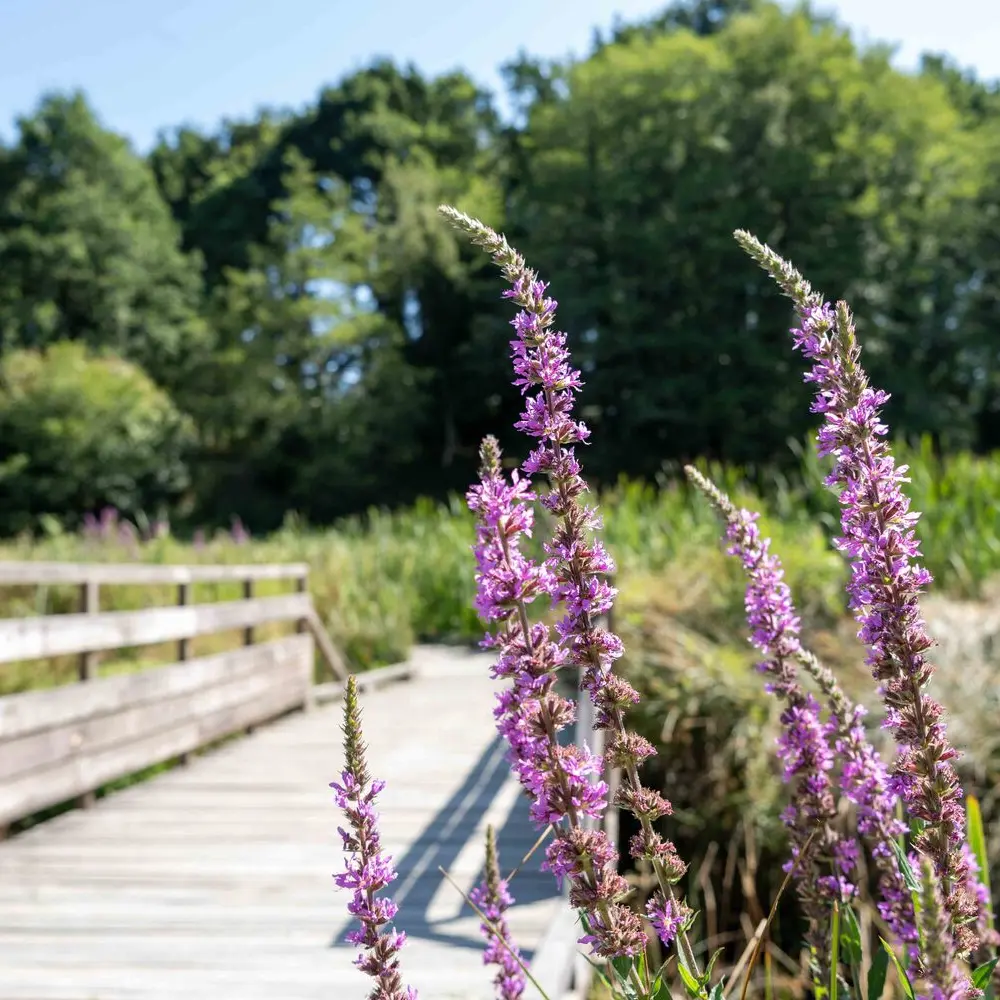 bois-amour-locmine (13)