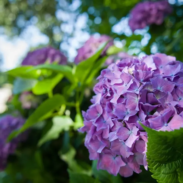 circuit des hortensias - fleurs - Ploërmel communauté - Brocéliande - Bretagne