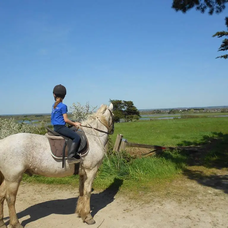 La-Calèche-de-Séné-Golfe-du-Morbihan-Bretagne sud