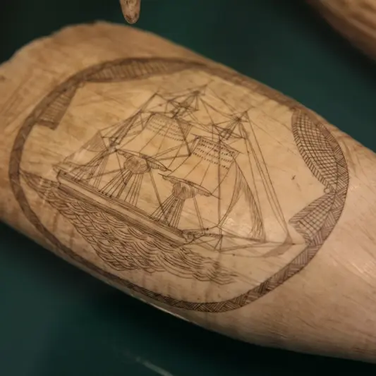 musée des sciences naturelles