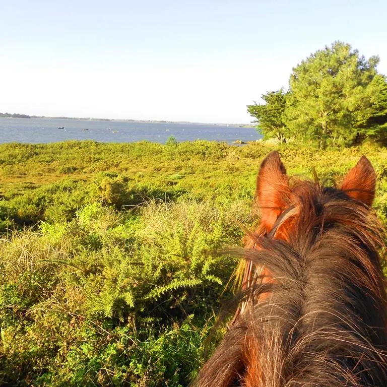 La-Calèche-de-Séné-Golfe-du-Morbihan-Bretagne sud