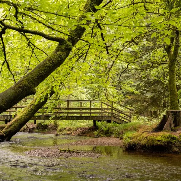 Trail en massif d'Ecouves