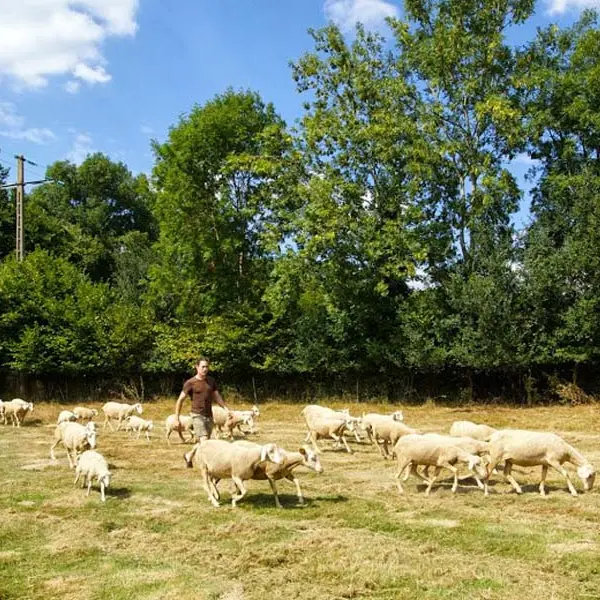 Brebis d'Ecouves - St Nicolas des Bois