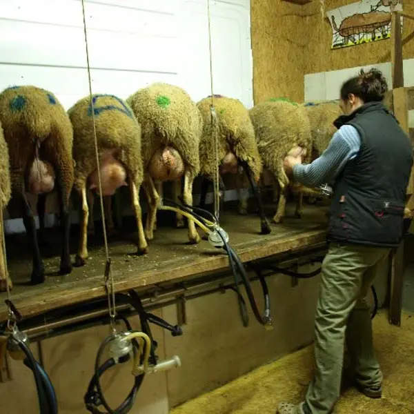 Brebis d'Ecouves - St Nicolas des Bois