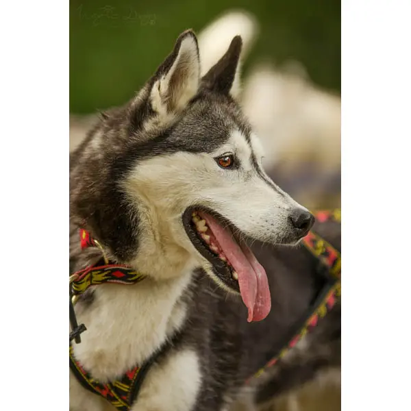 Cani Rando Récréative