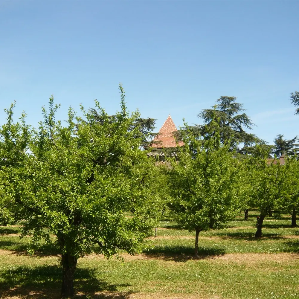 Les vergers d'escoute