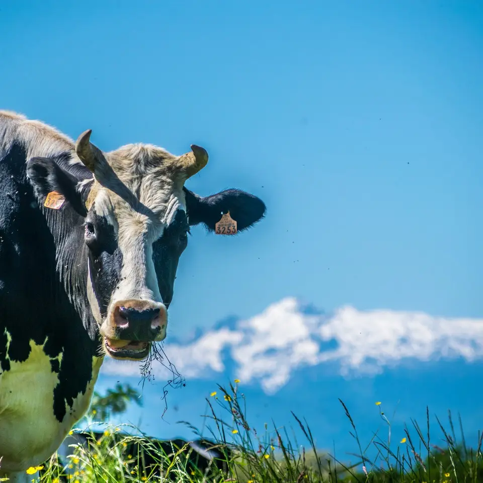 Le cap d'Arrandes - Arbus - Vache