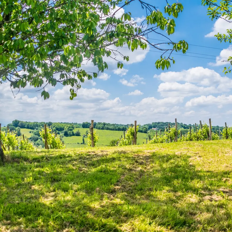 Côteaux de las hies -Vigne 2
