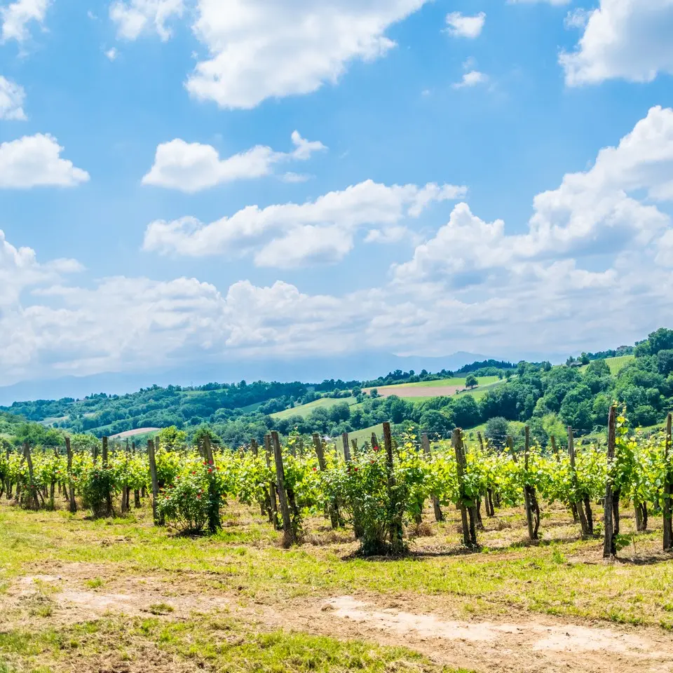 Côteaux de las hies - Vigne 3