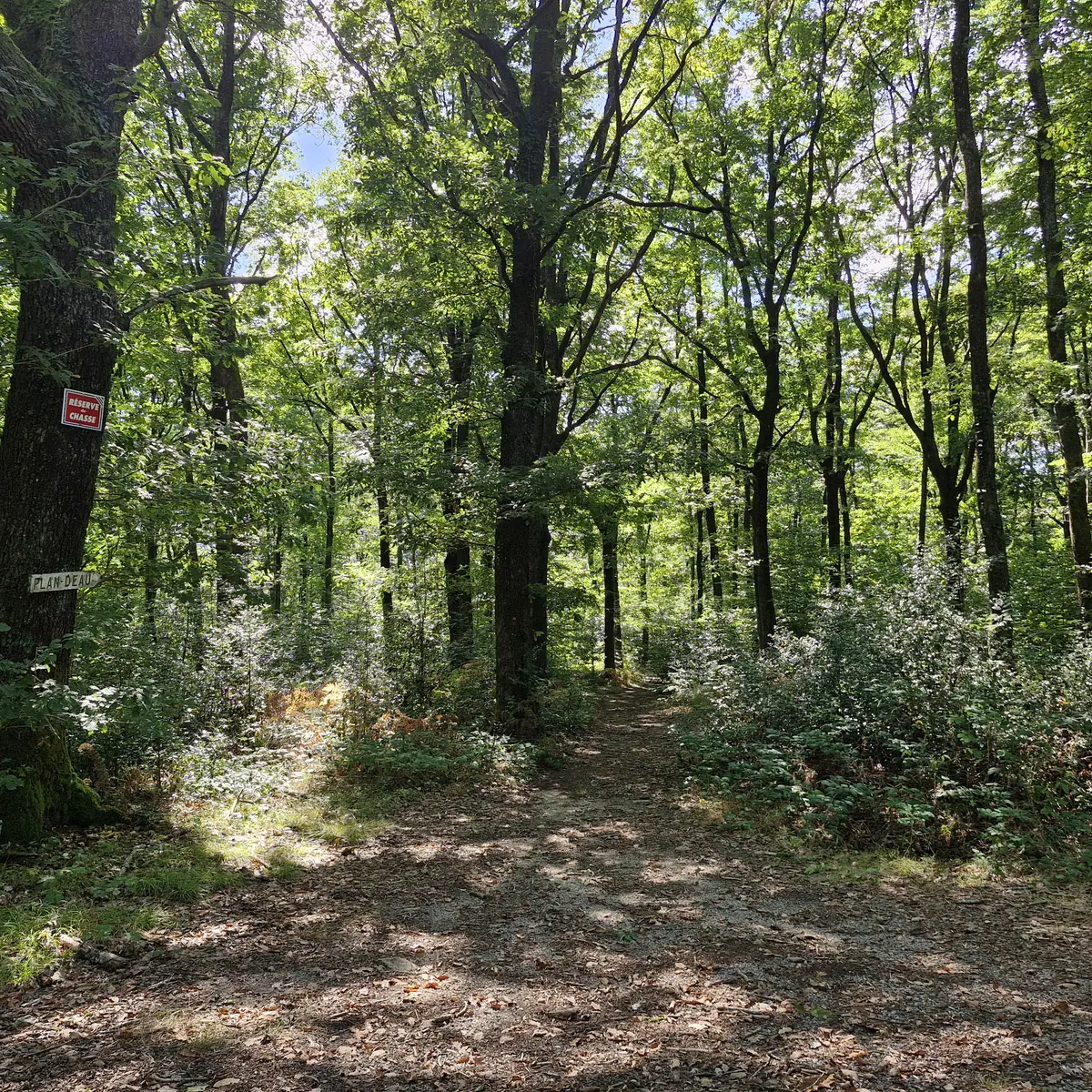 Forêt de Montard - Masseret-Lamongerie - la boucle des 3 villages © JL OT TDC (1)