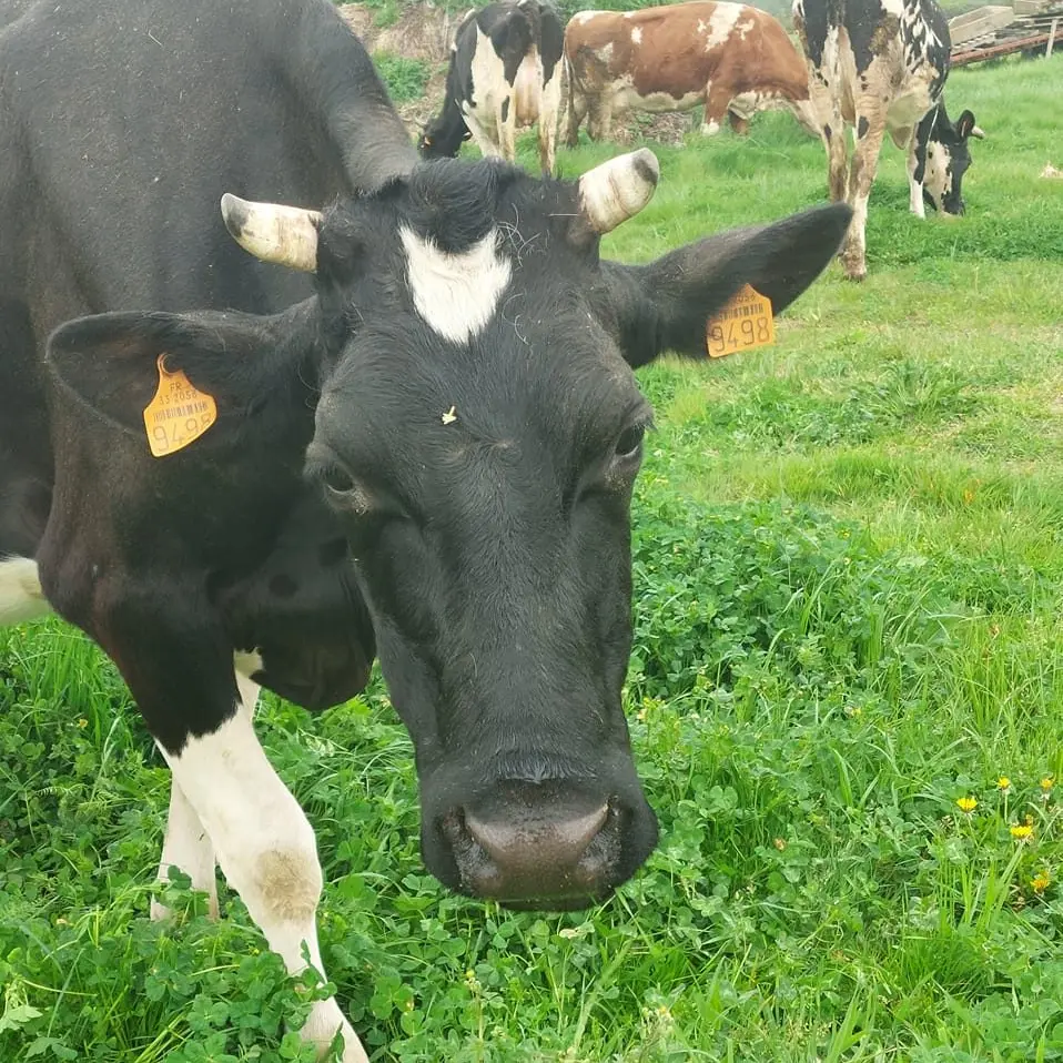 La Ferme de Dudu (2)