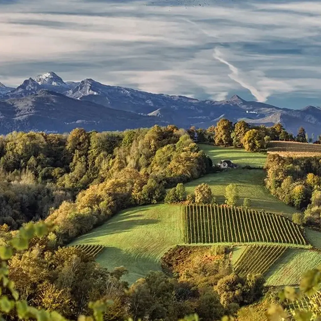 Domaine bazaillacq - Saint Faust - les vignes