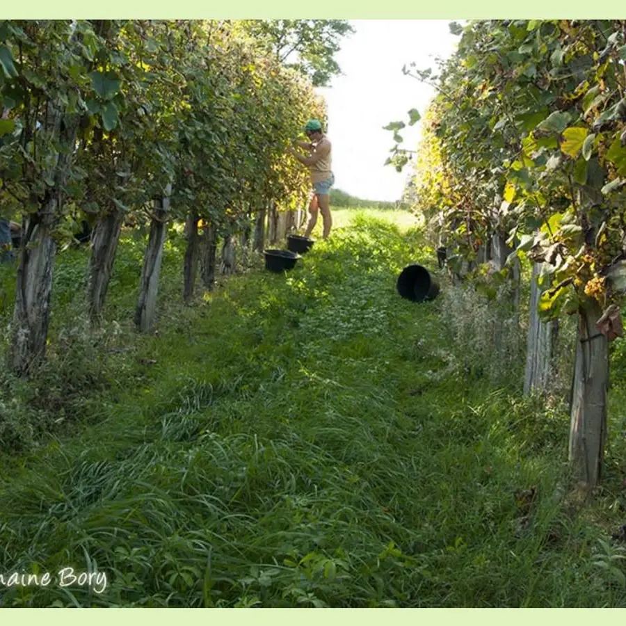 Domaine Bory - Aubertin - dans la vigne