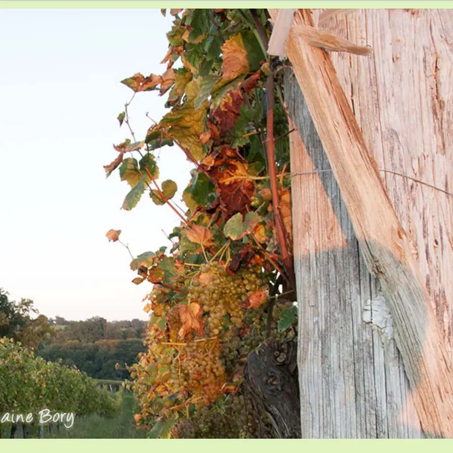 Domaine Bory - Aubertin - le raisin