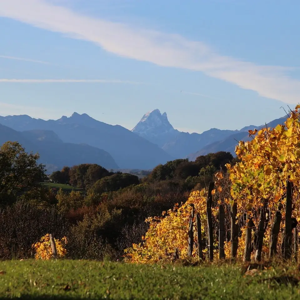 Château Jolys - Gan - la vigne