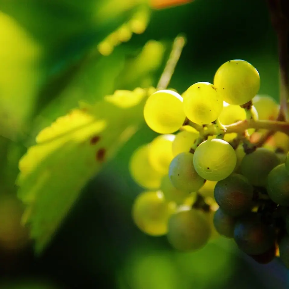 Château Jolys - Gan - le raisin