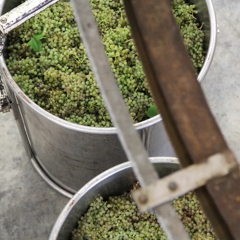 Château Jolys - Gan - Vendanges