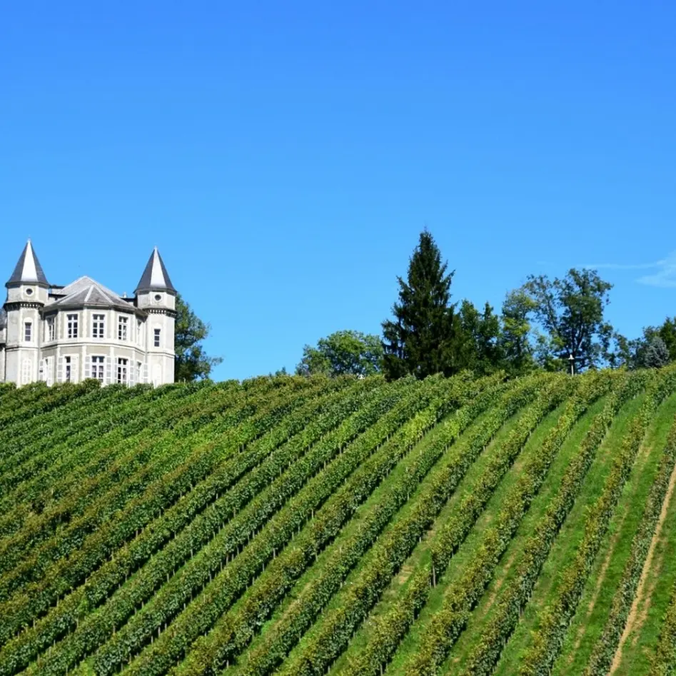 Bizanos - les hauteurs de Franqueville -  en bas des vignes