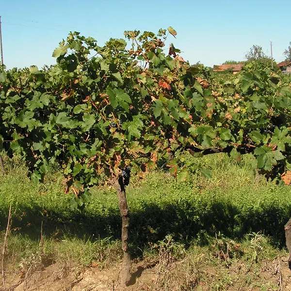 ginestet-vignes2
