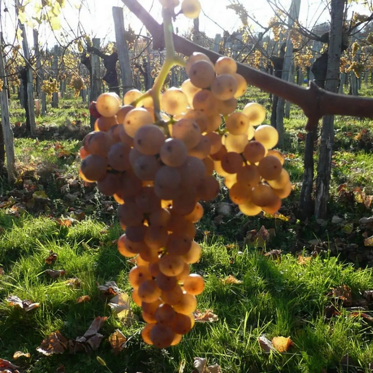 Domaine Haugarot - St Faust - raisin