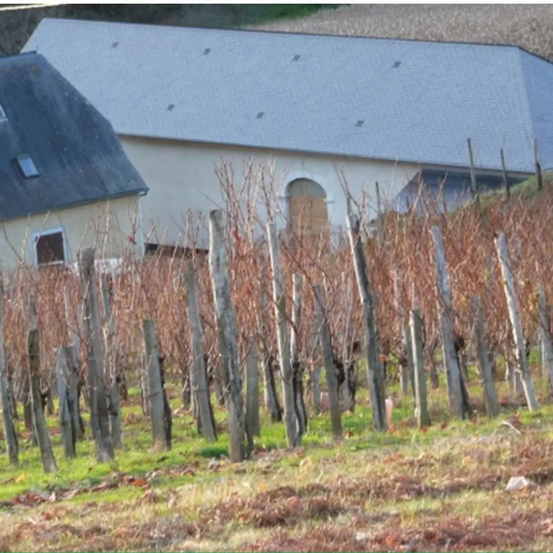 Domaine Haugarot - St Faust - la vigne