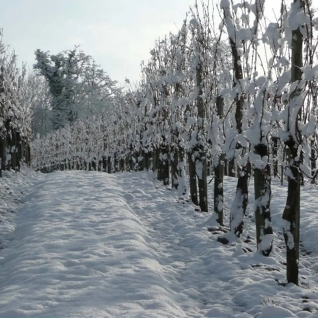 Domaine Haugarot - St Faust - la vigne sous la neige