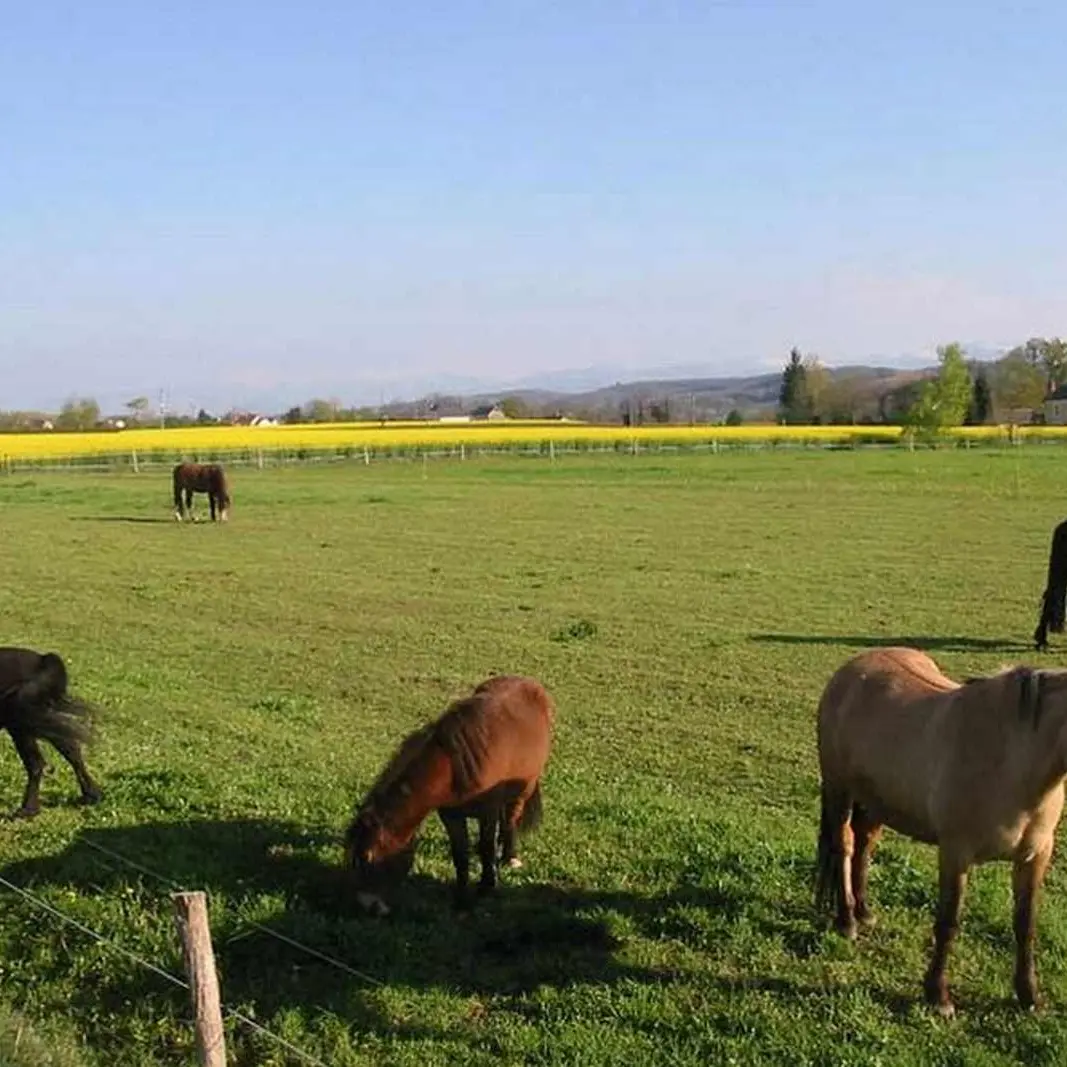 Lo Casau - Artigueloutan - Pré chevaux