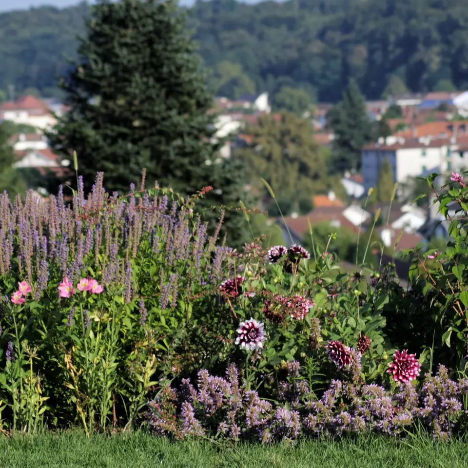 Parc Beaumont - Pau - massifs de fleurs
