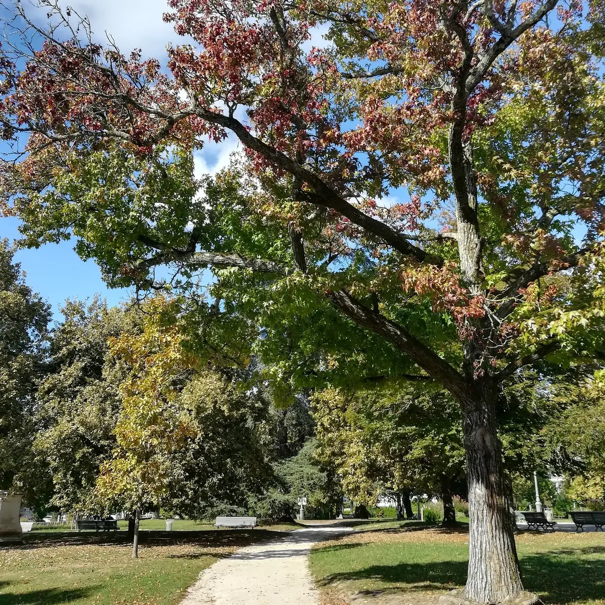 Parc Beaumont - Pau - les allées