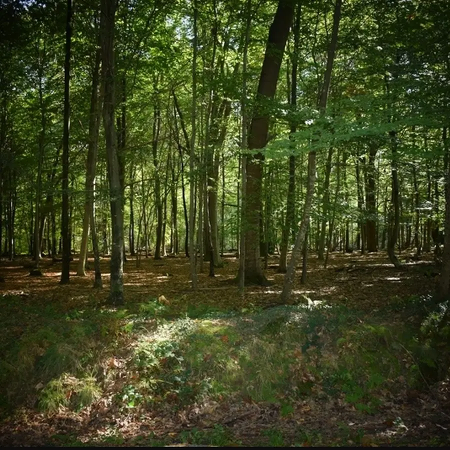 Forêt domaniale de Bastard - Pau - Sous-bois