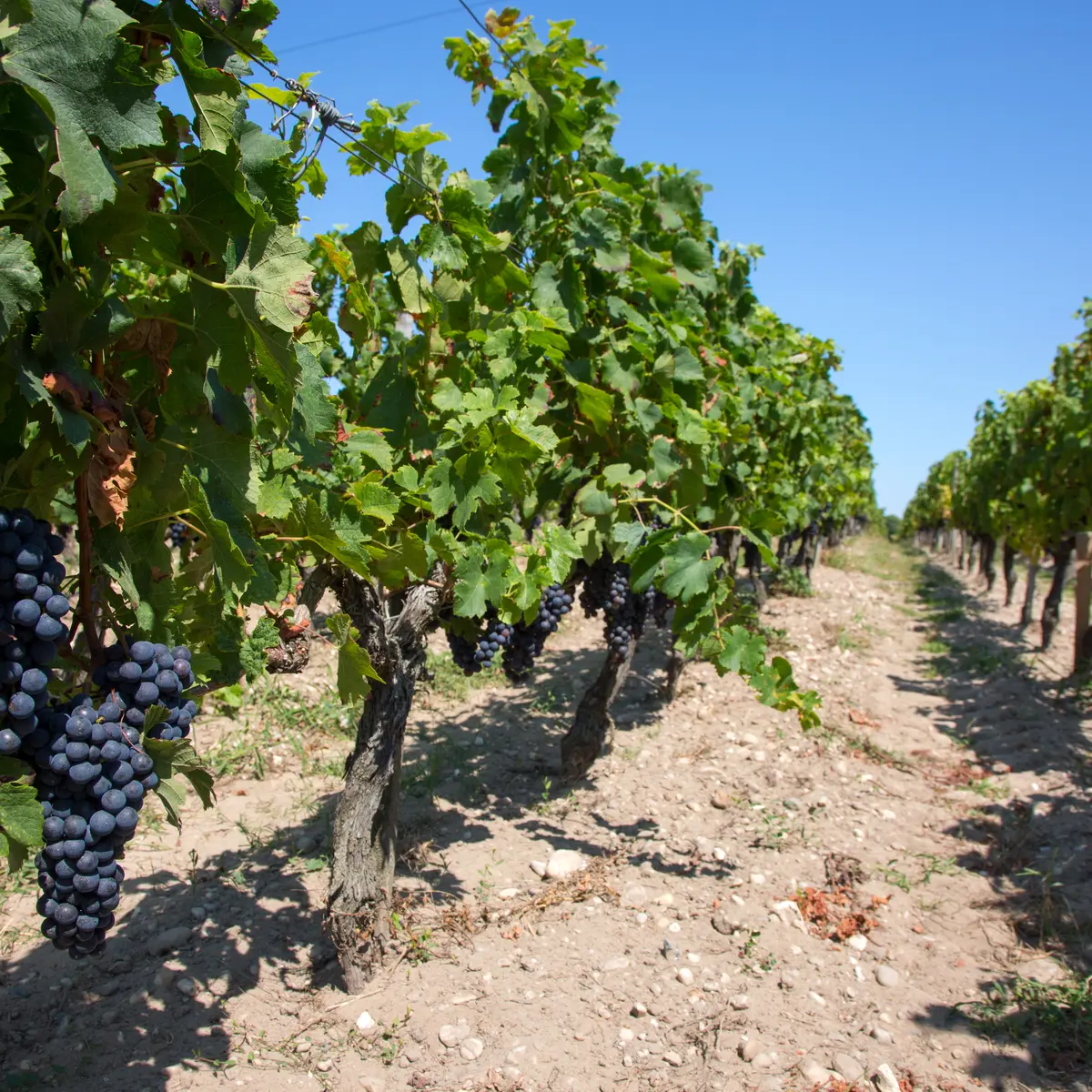 Rang de vignes