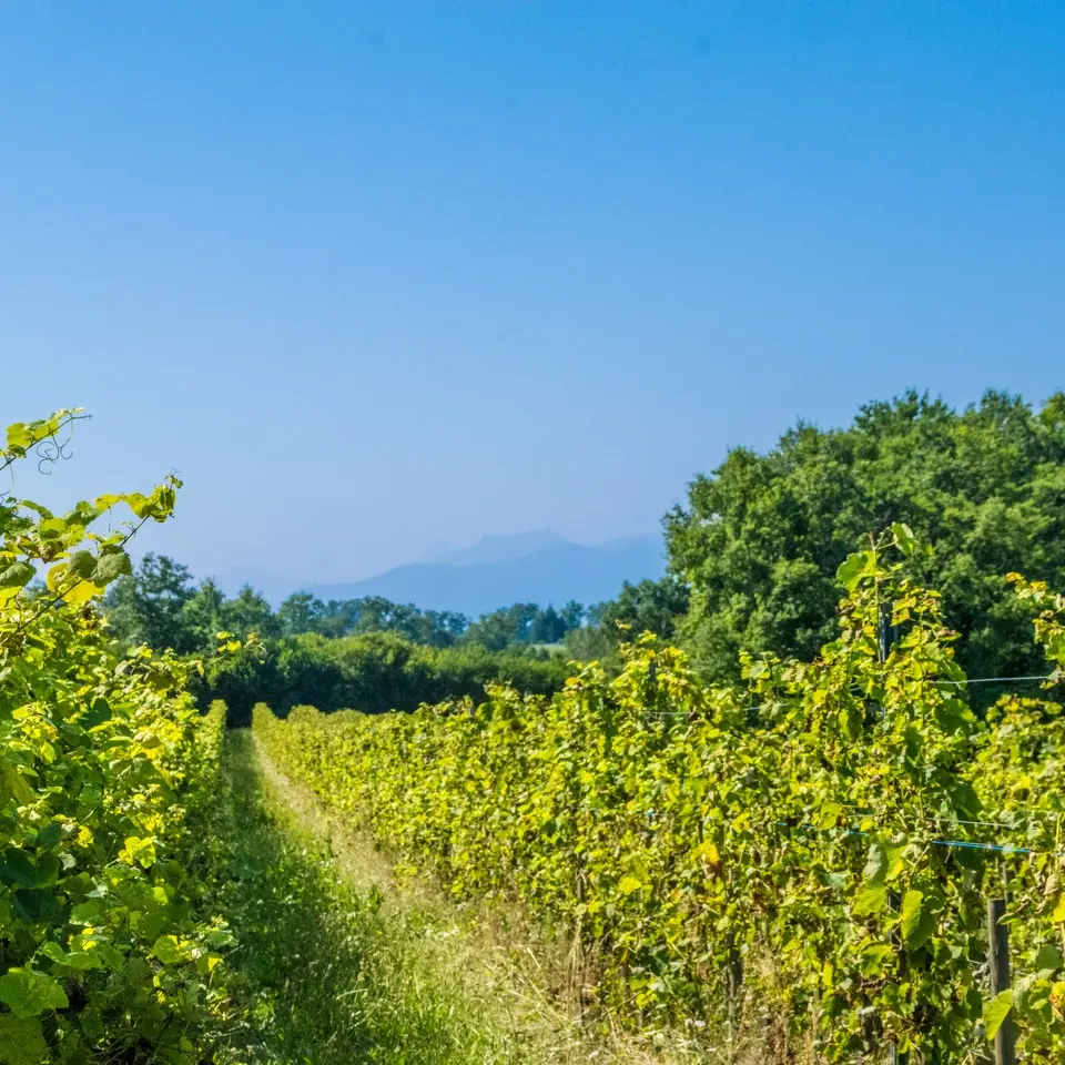 rando-pau-aubertin-de-la-helere-a-la-baise-09