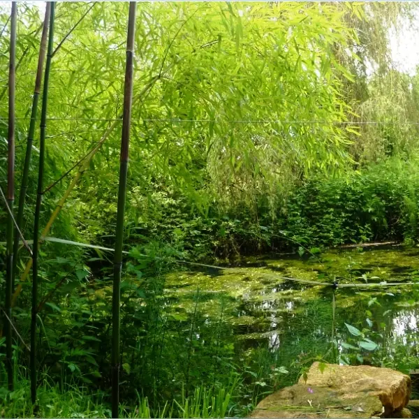 stgermaindebelves-lac