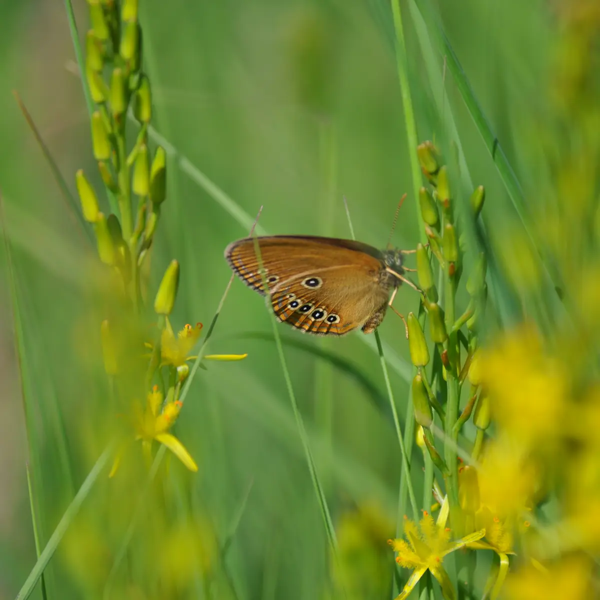 Fadet des Laiches, espèce protégée