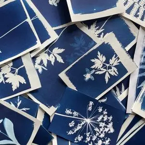 Camille.R Cyanotype