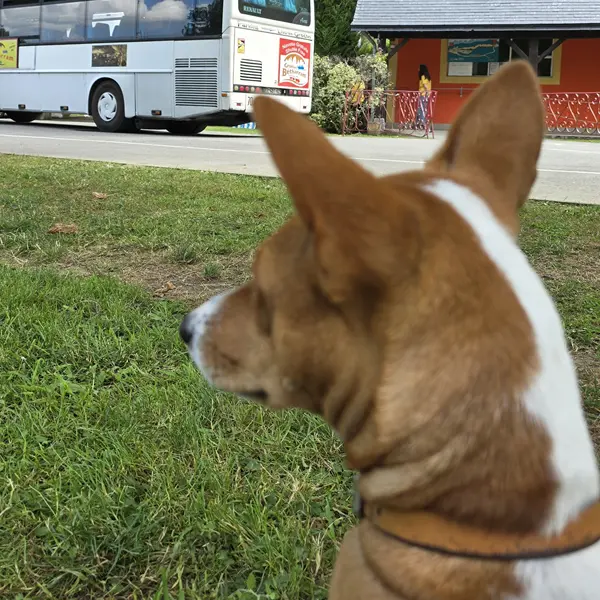 Pet sitter - chien 1