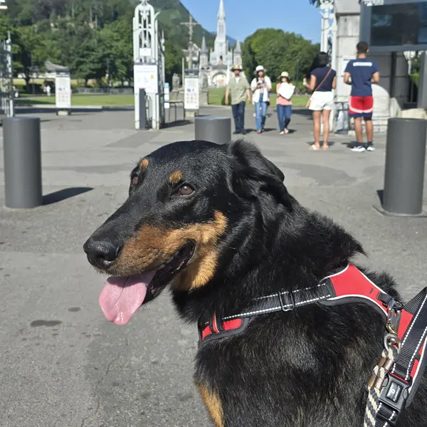 Pet sitter - chien Sanctuaire