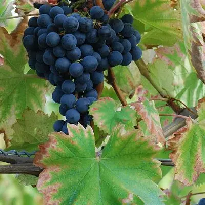 Photo grappe Mourvèdre_1