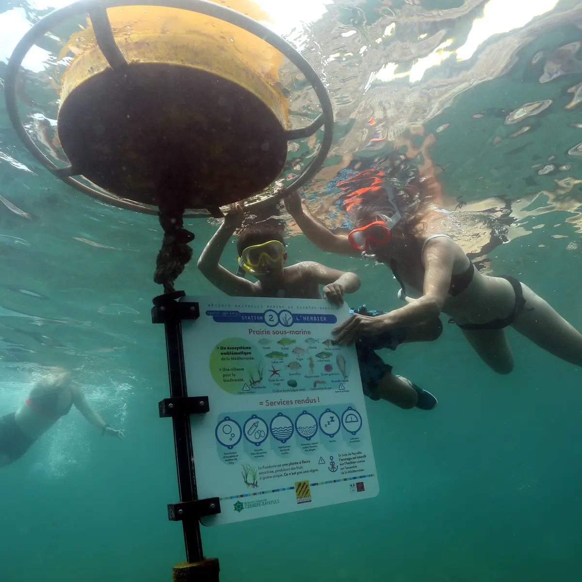 CERBERE SENTIER SOUS MARIN