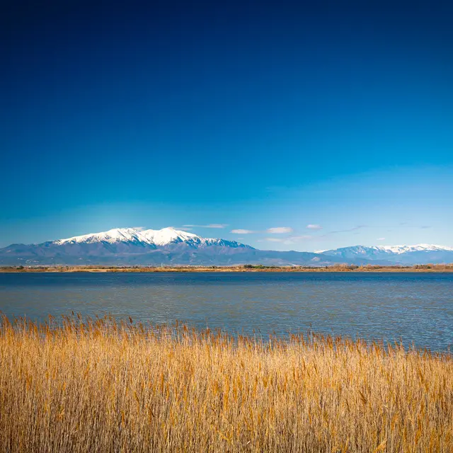 vegetationEtangCanigou