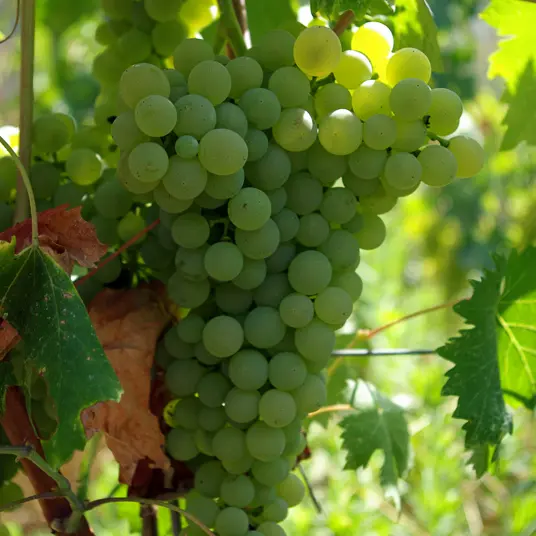 Grappe de Vermentino_3