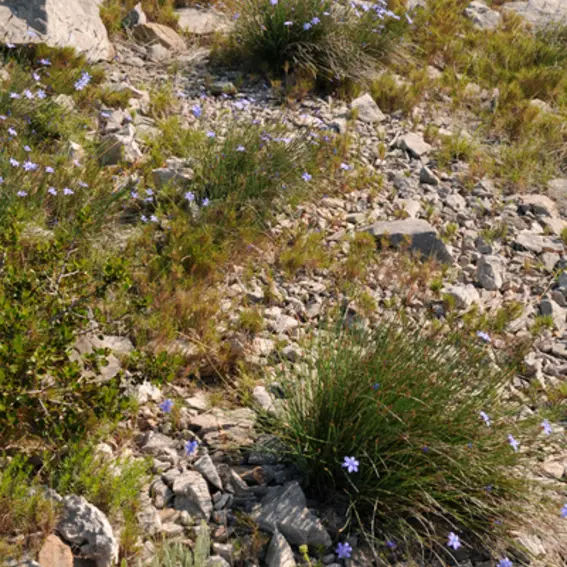 vingrau_dntail_collines_1