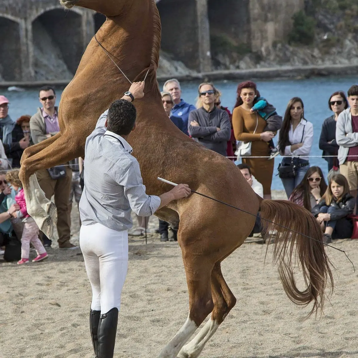 ASCENSION FLAMENCA03