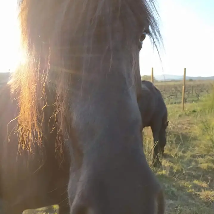 Aspres-Terrats-Le-Clan-d-Epona-2