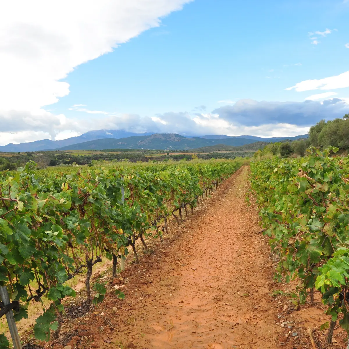 Aspres Terrassous vigne