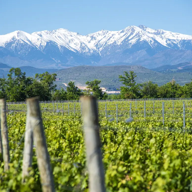 Aspres Thuir Château Lauriga 1