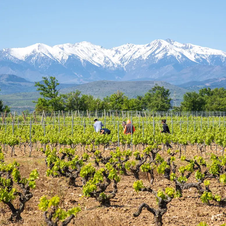 Aspres Thuir Château Lauriga 4