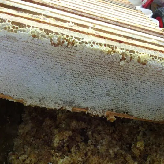 Au rucher de Flora  3