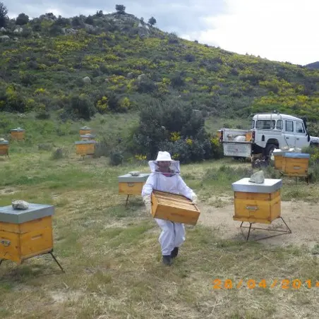 Au rucher de Flora 1