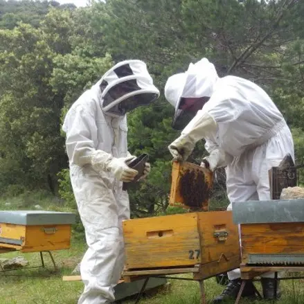 Au rucher de Flora 2